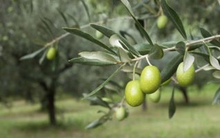 arbol-de-la-aceituna.