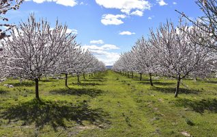 Almendros en flor - Comprar frutos secos Alpinu